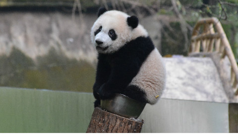 满状态熊猫的威力!一直被追着跑!